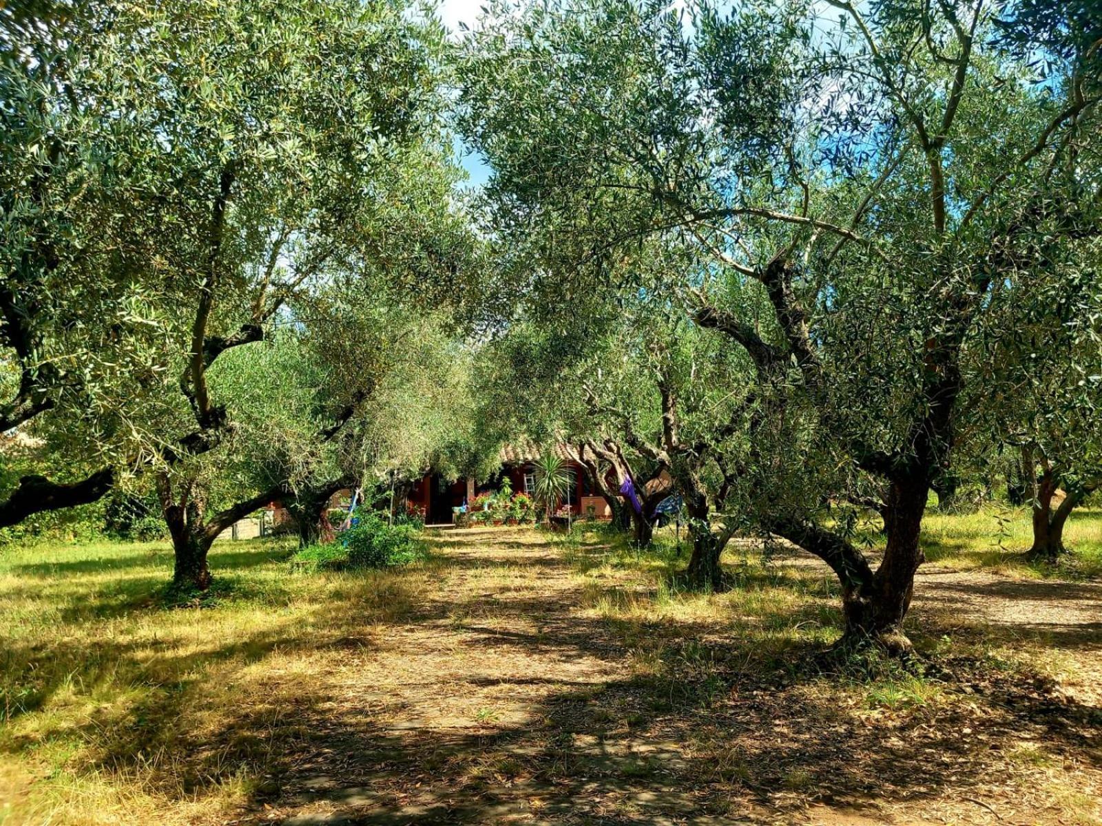 All'Ombra Degli Olivi Pisciarelli Εξωτερικό φωτογραφία